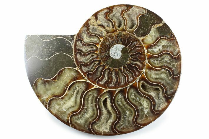 Cut & Polished Ammonite Fossil (Half) - Madagascar #364930